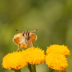 Face View of a European Skipper Butterfly