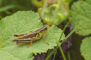 Striped Sedge Grasshopper