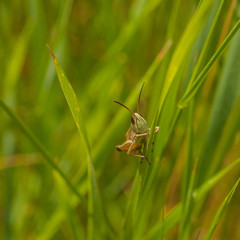 Face View of Grasshopper in Grass