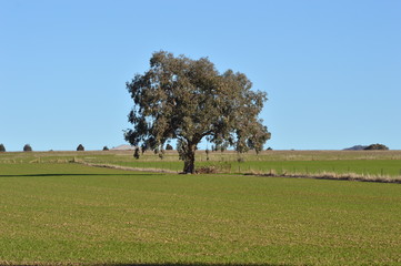 Fototapeta premium Farm crop field growing in late afternoon