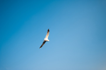 Flying bird in the blue sky.