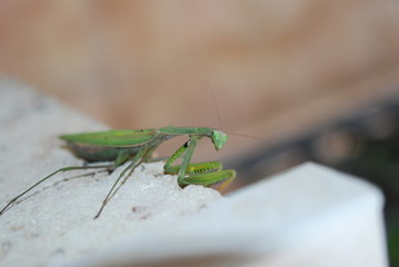 preying mantis on a stone