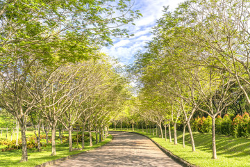 Twisty roads in the park with green trees shine in the golden sunshine of the summer in the ecotourism to attract tourists visiting the weekend.