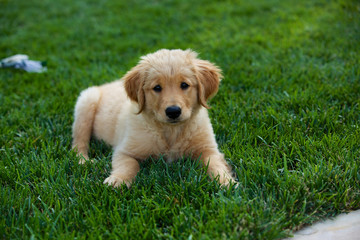 Golden Retriever Puppy