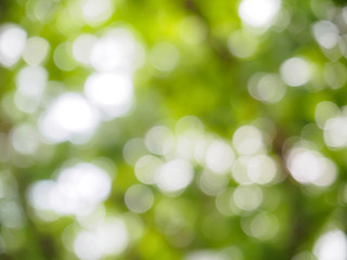 Green bokeh on nature. Blurred tree and bokeh tree. Blurred nature background