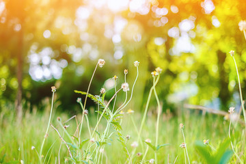 Grass flower in the green field with the sunlight, selective focus and added color filter