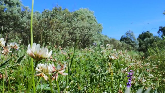 Blooming forb meadow (mixed herbs, grassland ecosystems) in middle of summer. Clover, vetch, cereals on background of willow shrubs. Windy day
