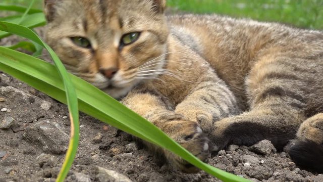 cat lying in grass and snarl
