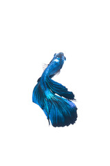 Fototapeta premium Isolated half moon betta fish on white background