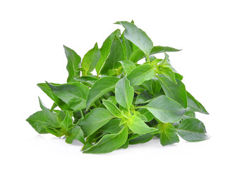 thai sweet basil leaves isolated on white background