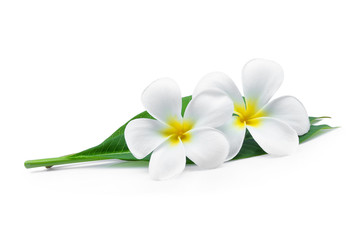 white frangipani or plumeria (tropical flowers) with green leaves isolated on white background