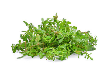 pile of green glinus oppositifolius (L.), tropical herbs isolated on white background