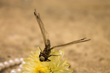Black dragonfly with pearl beads and flower
