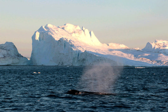 Whale watching in a Ilulissat midnight
