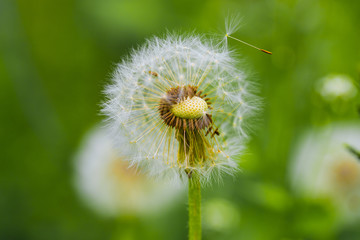 wind pollination, herbal medicine, dandelion