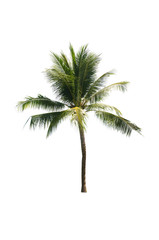 Fototapeta na wymiar Coconut tree on white background 
