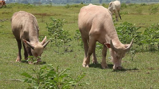 Herd of water buffaloes grazing in a field