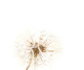 Big dandelion isolated on white background