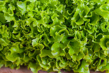 Green fresh ripe leaf salad