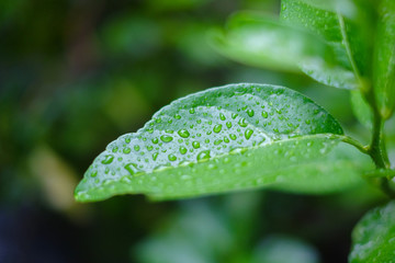 Drop of water Lemon leaf on blur background. After heavy rain in the rainy season. Looks moist and refreshing. Close up and blurred.