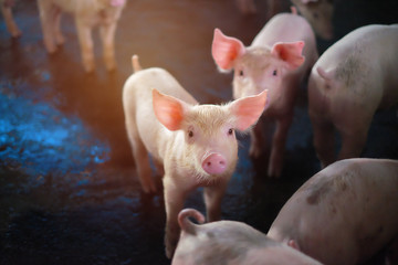 Small piglet in the farm. Group of Pig indoor on a farm yard in Thailand. swine in the stall. Close up eyes and blur.