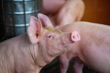 Small piglet in the farm. Group of Pig indoor on a farm yard in Thailand. swine in the stall. Close up eyes and blur.