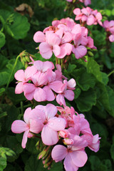 ピンクのゼラニウムの花