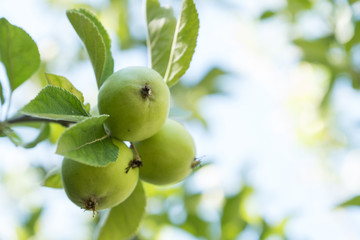 green apple, apple tree