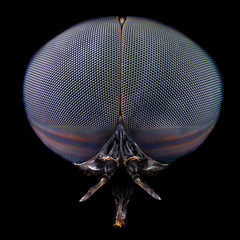 Full frontal portrait of a black horse fly magnified through a microscope objective