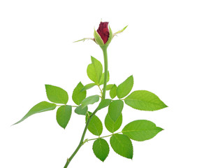 Red roses on a white background
