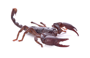 Scorpion on white background