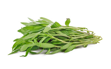 Tarragon herbs on white background