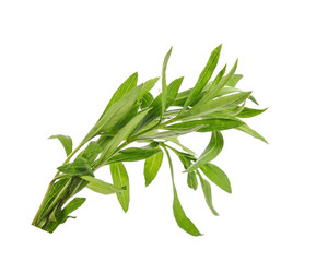 Tarragon herbs on white background