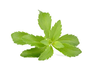 Stevia rebaudiana plant isolated on white background