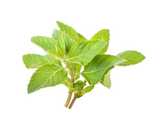 mint leaves isolated on white background © nakornchaiyajina