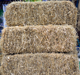 Dry grass, dairy cow