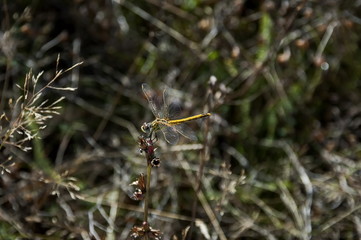 Yellow dragonfly or Odonata on a dry grass in field, Plana mountain, Bulgaria 