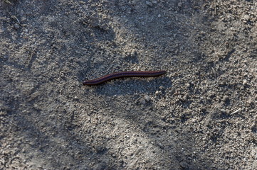 Earth worm on stone road in springtime at Plana mountain, Bulgaria 