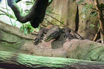 Varan resting on the stone.