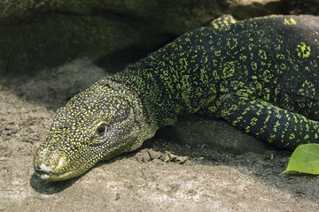 Varan resting on the stone.