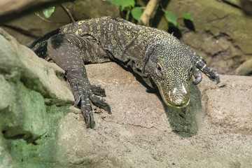 Varan resting on the stone.