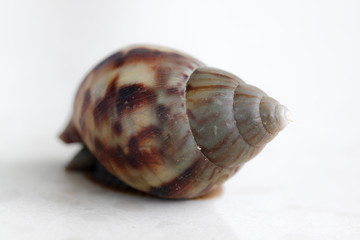 Snail close-up.