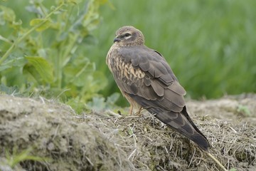 Montagu`s Harrier Circus pygargus - portrait of wild adult female in spring scenery	