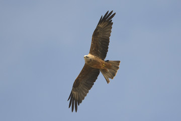 Black Kite Milvus migrans in flight, blue sky natural background