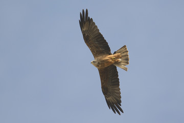 Black Kite Milvus migrans in flight, blue sky natural background