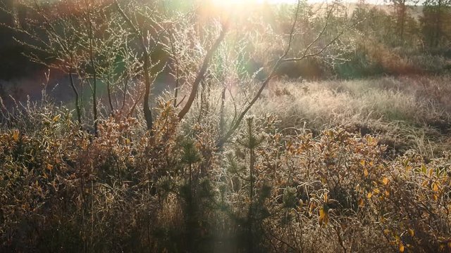 Late autumn night frosts. Filming shrubs in frost in backlighting, bright rays
