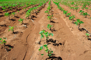The cassava growing in plantation
