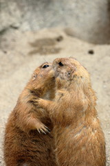 プレーリードッグ　じゃれ合う