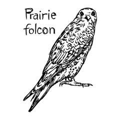 Obraz premium Prairie falcon - vector illustration sketch hand drawn with black lines, isolated on white background