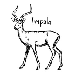 Impala - vector illustration sketch hand drawn with black lines, isolated on white background